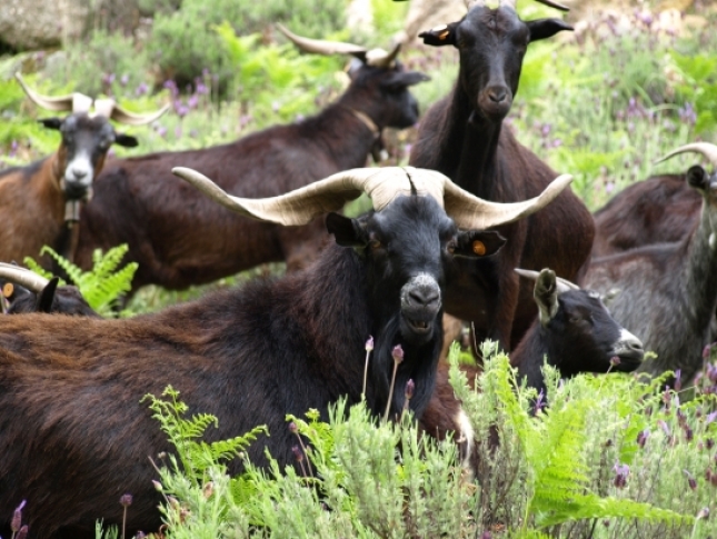Extremadura da ayudas para la cra de cabras de razas autctonas espaolas
