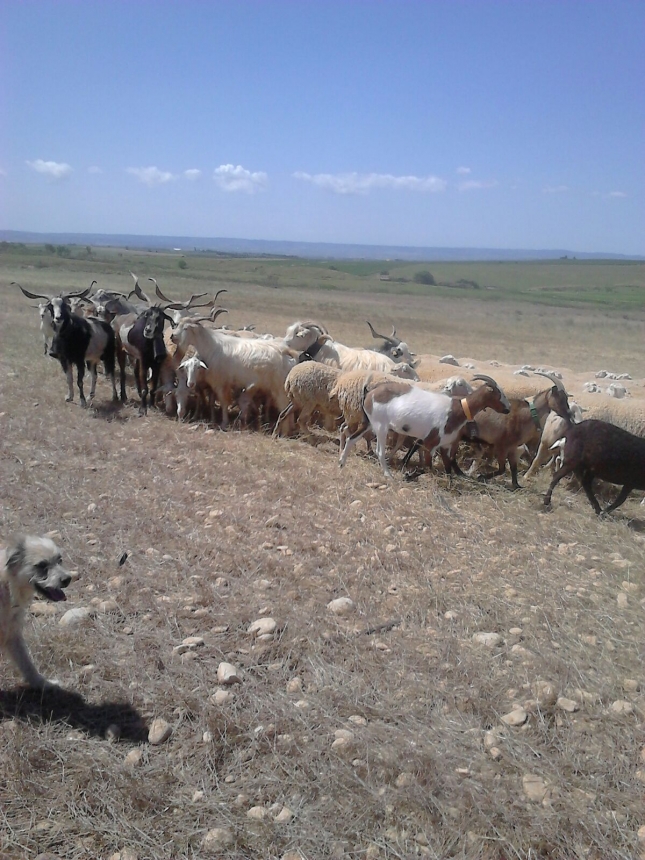 La Junta de CyL extiende ayudas para agricultores y ganaderos por la climatologa.