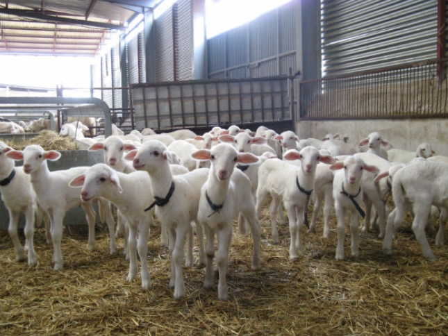 El sacrificio de ganado ovino y caprino descendi un 4 por ciento en Asturias