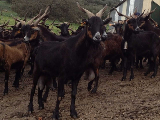 La cotizacin de las cabras de reposicin en Andaluca sube un 3,6% en el ltimo ao