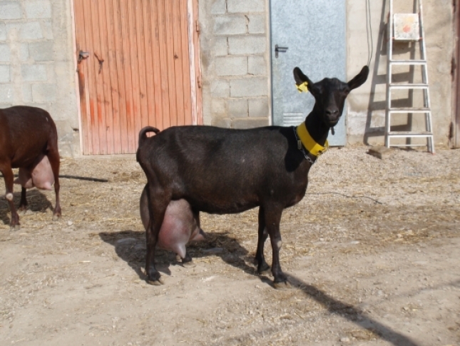 Espaa es el cuarto pas de la UE en censo de ovejas de leche y el segundo en cabras lecheras