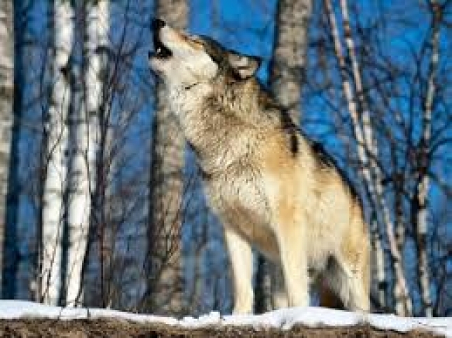 Asturias pide ayudas directas de la PAC para las zonas que sufren ataques por los lobos