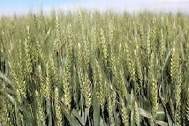 El trigo blando despidió 2018 con un alza anual del 7,4 % en los mercados mayoristas
