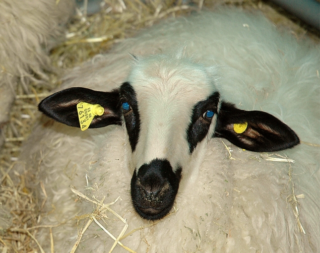 La produccin de carne de ovino sube un 16,17 % interanual en Espaa en marzo