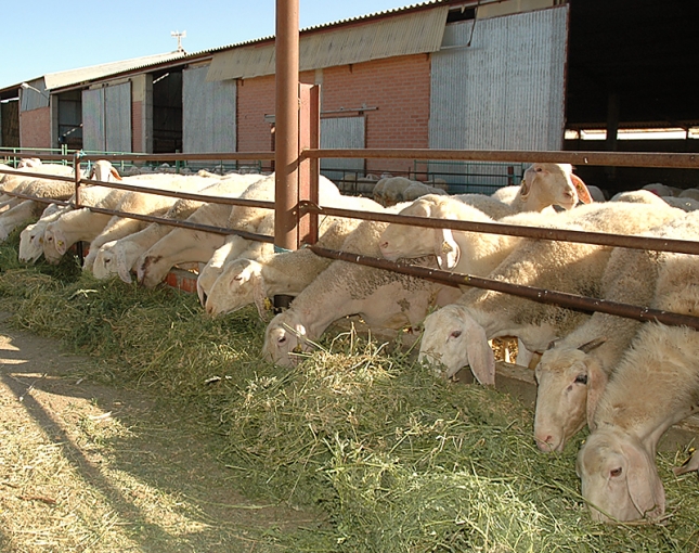 Los ganaderos de ovino de Albacete trasladan a Junta CLM la amenaza de no recogida de leche en la regin