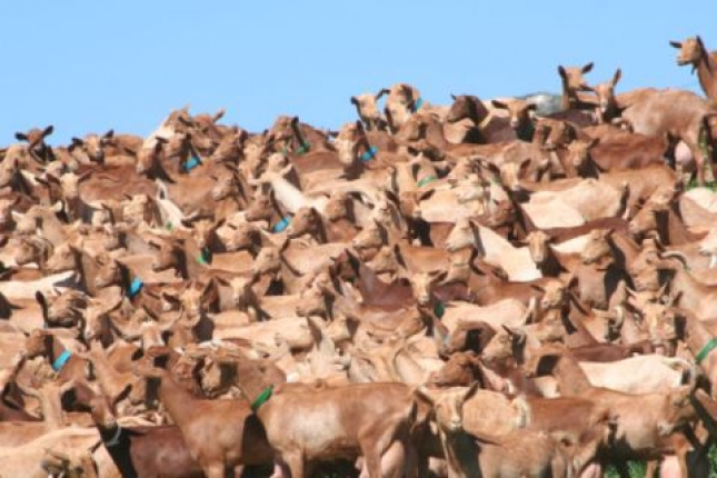 La OIE destaca las necesidades sanitarias de las explotaciones basadas en el pastoreo y la trashumancia