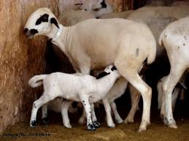 Murcia destina 1,7 millones a las razas aut�ctonas en peligro de extinci�n