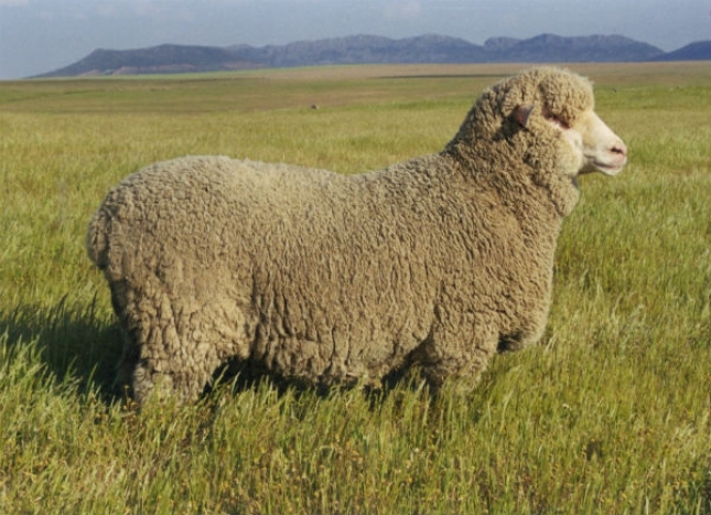 Casi 3.300 explotaciones de ovino en Espaa estn inscritas en asociaciones de raza pura
