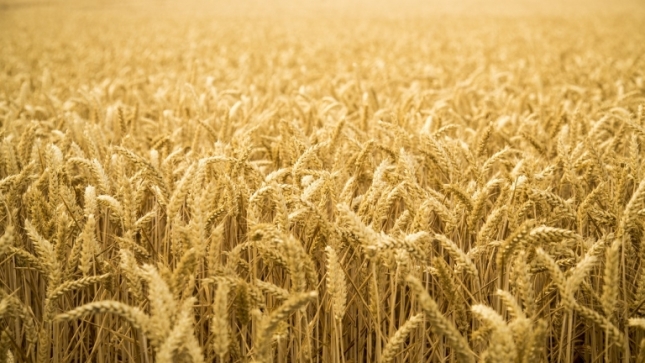 La produccin mundial de cereales ser un 2,6% menor que el consumo en 2018/19
