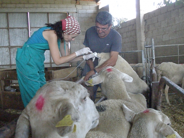 Salamanca abre un ciclo superior de FP en ganadera y asistencia en sanidad animal