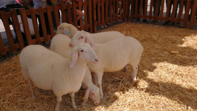 Ms de 2.000 cabezas de ganado en la Feria Ganadera de Zafra el da 28