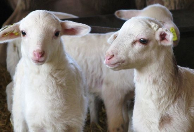 Transmisión vertical de la infección y la inmunidad de ‘Anaplasma ovis’ en ganado ovino