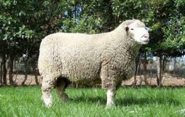 Detenidas dos personas por el robo de 80 ovejas en Villanueva de la Serena
