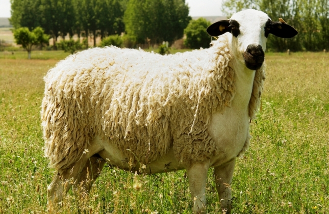Contina el abandono masivo de explotaciones de ovino lechero con cadas del 10,3% anual