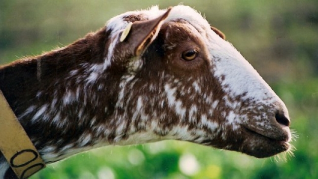 Los precios de la leche de cabra s suben en Castilla-La Mancha y acumulan una subida interanual del 31,9%