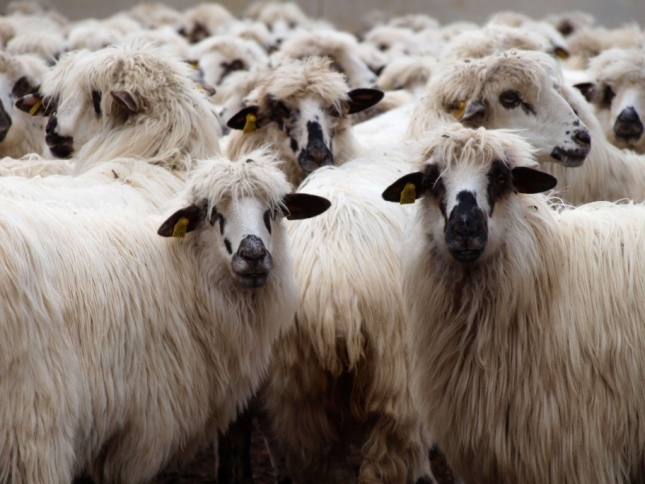 Un estudio desvela la escasa resistencia de Pasteurella multocida en ganado ovino en Espaa