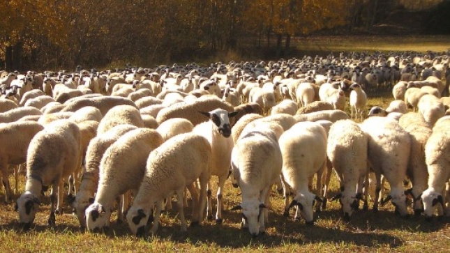 El sector lcteo del ovino reclama hoy en Toro (Zamora) apoyos para asentar poblacin rural