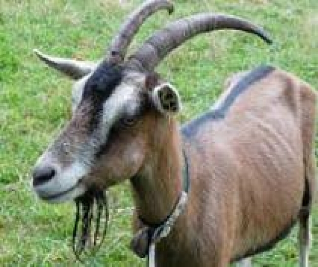 Un estudio chino halla mayor prevalencia de la brucelosis en el ganado caprino que en el ovino