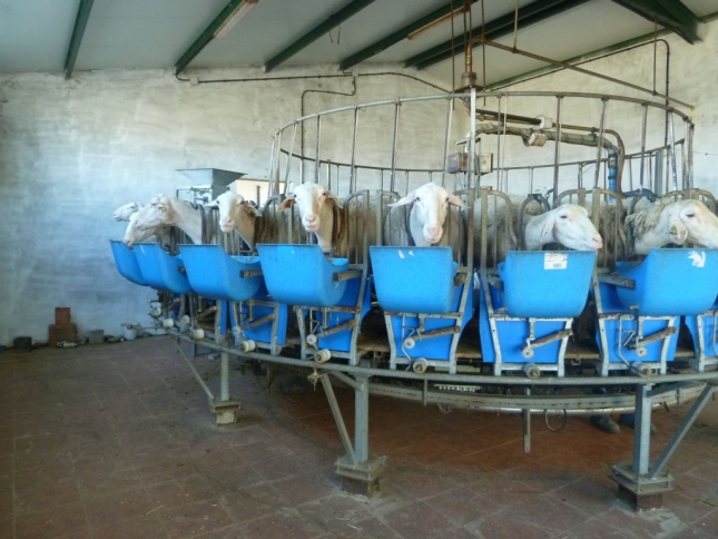 Un 22,4% de los productores de ovino de leche en Espaa no venden leche en todos los meses del ao