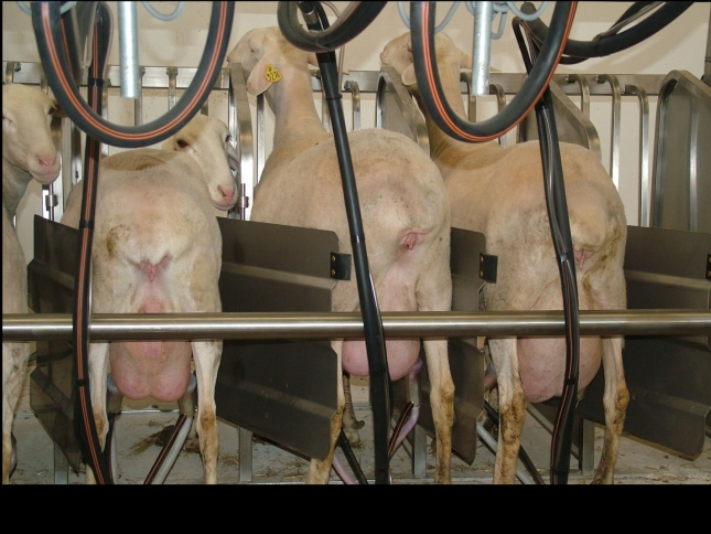 El censo de ovino lechero crece en Castilla-La Mancha y baja en Castilla y Le�n a comienzos de 2014