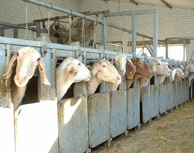 Alteración del bienestar animal y lesiones orgánicas en ovejas alimentadas con maíz con micotoxinas