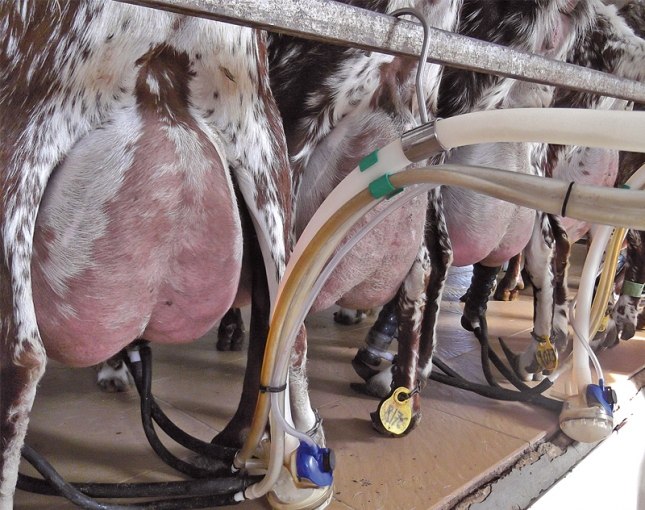 Descenso del 3,3% en octubre de la leche de cabra vendida con la frmula del contrato
