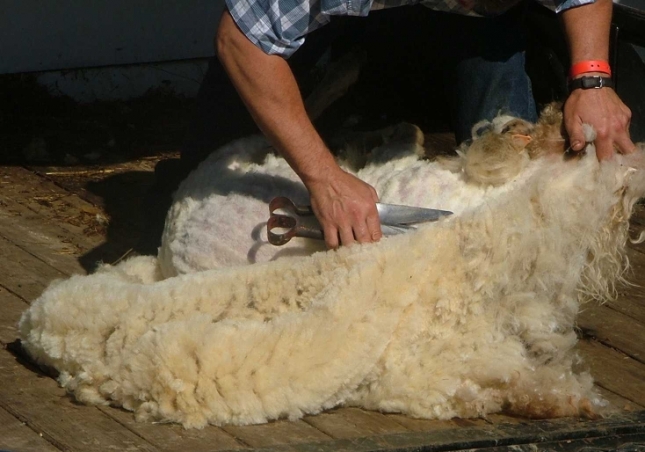 La lana entrefina comienza el ao con un descenso del 30% respecto al pasado ao