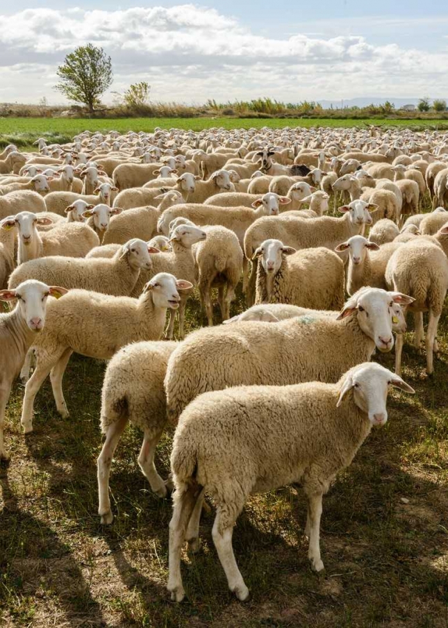 Espaa y Francia mantienen su protocolo para el movimiento de animales entre zonas con lengua azul