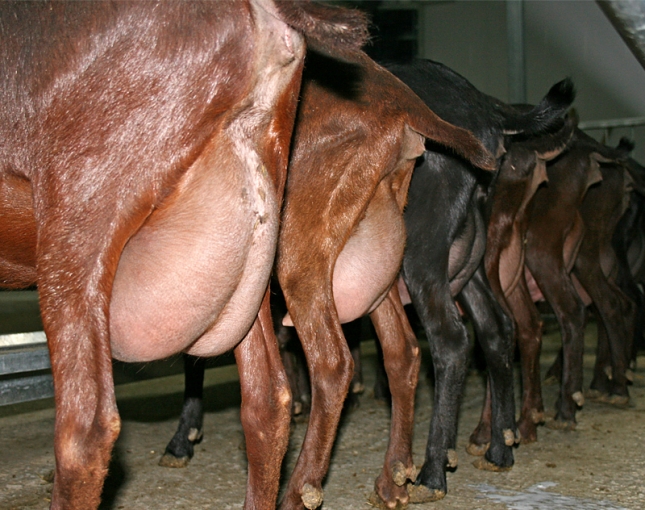 M�s del 20% de la producci�n de leche de cabra de Andaluc�a se transforma en otras regiones