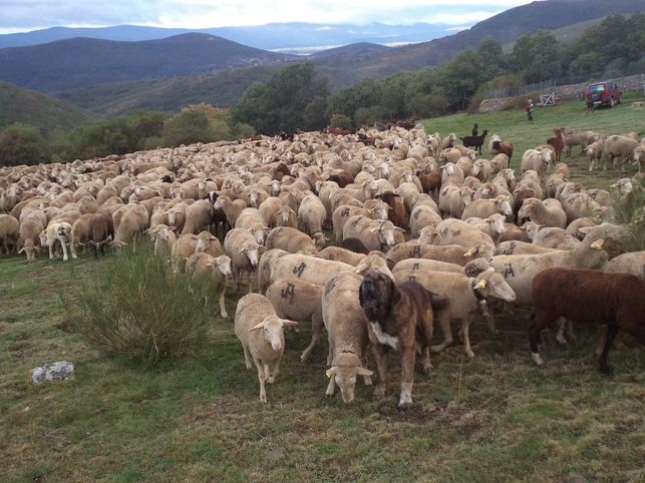 Programas sanitarios innovadores de ovino y caprino entre Castilla y Len y Portugal
