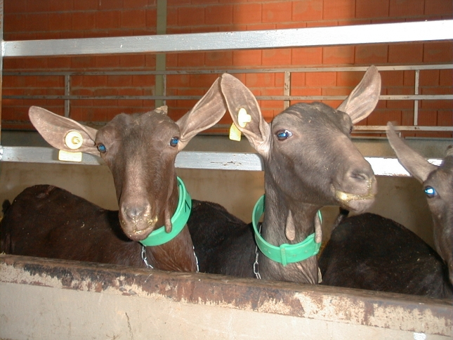El nmero de productores de leche de cabra baja de la barrera de los 5.000 ganaderos