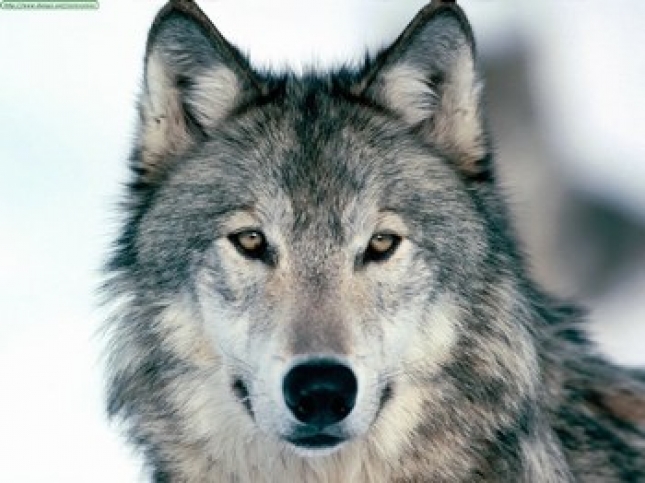 Las causas de la muerte de lobos Castilla y Len: 75% caza, 13% atropello y 7% control poblacin