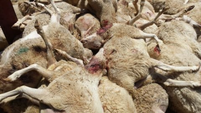 El sindicato Labrego denuncia la demora de varios dias en la recogida de cadveres de animales en Ourense