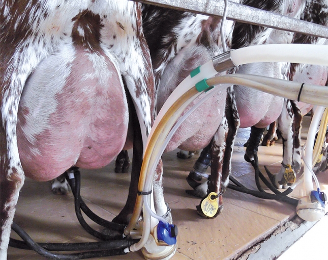 Diciembre frena el descenso en la produccin de leche de cabra y deja un balance positivo en 2018