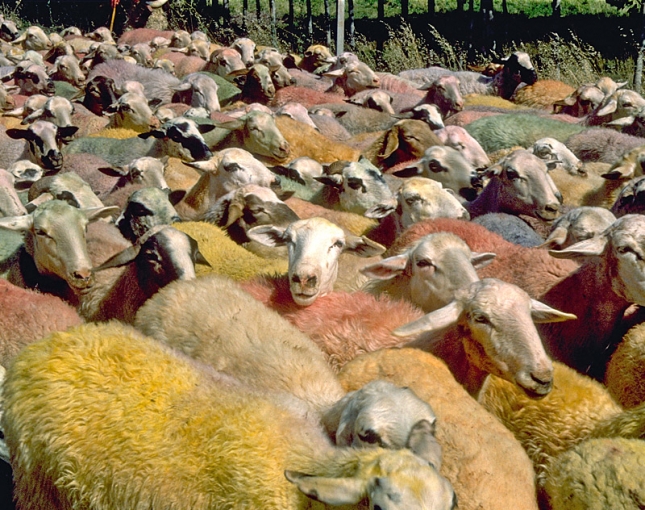El ovino y caprino espaol aumenta su exportacin de carne y disminuye la de animales vivos
