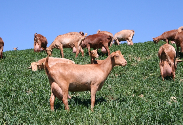 Los productores catalanes de leche de cabra reciben 5 pesetas ms por litro