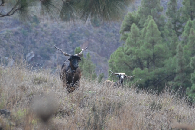 IV Semana del Queso Palmero.