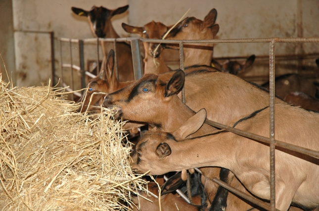 El precio del pienso para las cabras lecheras se abarata un 23,9% en tres aos