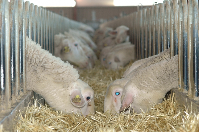 Poblaciones microbianas y fermentacin ruminal en ovejas alimentadas con forrajes de baja calidad