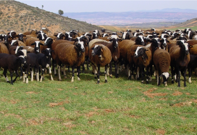 El Ministerio y las asociaciones de criadores de ovejas crearán una copia de seguridad genética