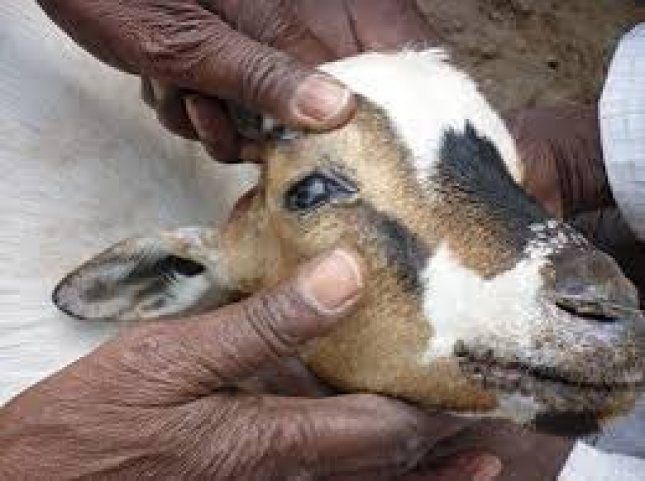 Progreso de la infeccin experimental por peste de los pequeos rumiantes en ganado caprino