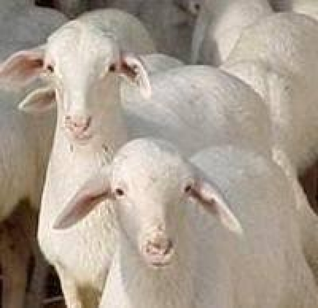Un estudio concluye que se tiene ms beneficio en ovino de carne con un centro de tipificacin para los corderos