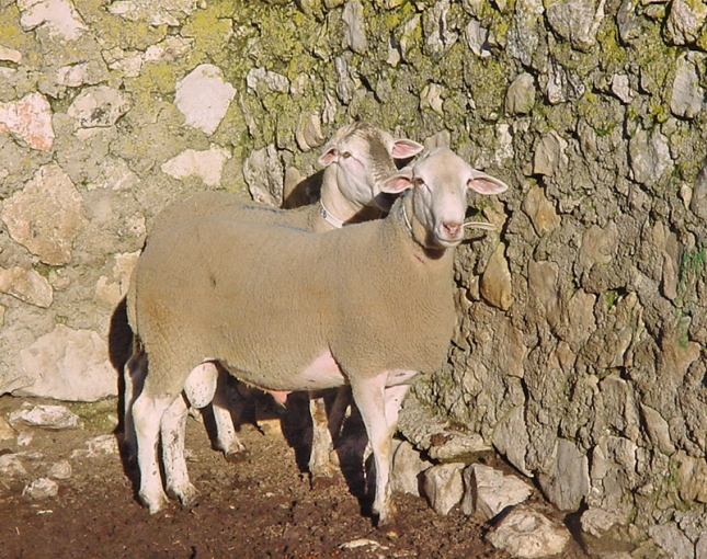 Proyecto para ubicar en Santiago-Pontones (Ja�n) un centro de tipificaci�n para el cordero segure�o