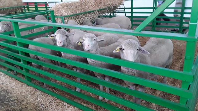 El xito de las subastas de ovino en Zafra desborda las previsiones y se alcanza un remate total de 71.590 euros