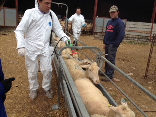 La exportacin de animales en vivo reduce la oferta de corderos y anima el mercado