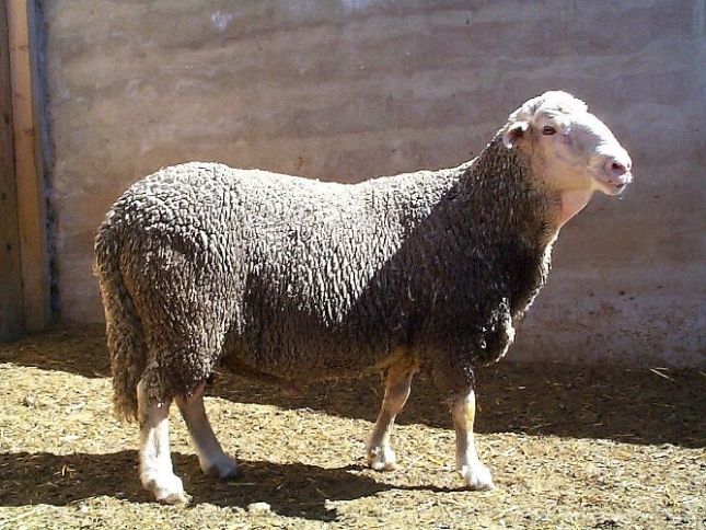 El territorio de las razas (XLIII): Quince productores turolenses sostienen a la oveja Cartera