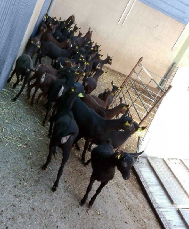 Espaa logra la certificacin para exportar carne de ovino y caprino a Japn