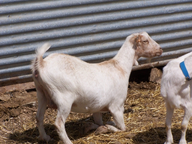 Seleccin gentica para reducir el nmero de cabras susceptibles al virus de la artritis encefalitis