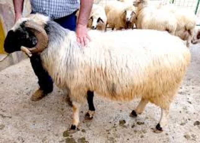 La raza ovina Canaria publica su primer Catlogo de Reproductoras con las mejores ovejas