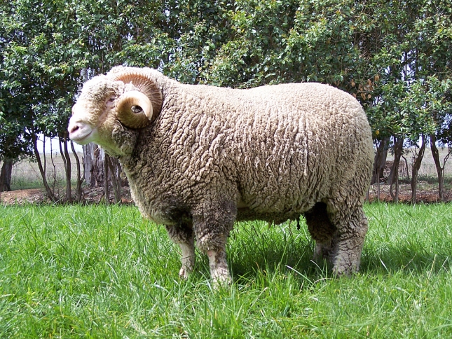 La Diputaci�n de C�ceres sortea 168 ejemplares de Merino Precoz entre ganaderos de la provincia